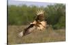 Crested Caracaras juvenile landing-Larry Ditto-Stretched Canvas