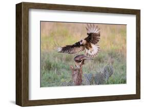 Crested Caracaras juvenile landing-Larry Ditto-Framed Photographic Print