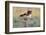 Crested Caracaras juvenile landing-Larry Ditto-Framed Photographic Print