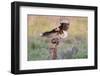 Crested Caracaras juvenile landing-Larry Ditto-Framed Photographic Print