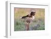 Crested Caracaras juvenile landing-Larry Ditto-Framed Photographic Print