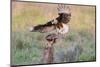 Crested Caracaras juvenile landing-Larry Ditto-Mounted Photographic Print