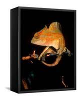 Crested Chameleon, Native to Camerouns-David Northcott-Framed Stretched Canvas