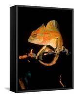 Crested Chameleon, Native to Camerouns-David Northcott-Framed Stretched Canvas