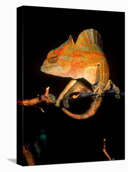 Crested Chameleon, Native to Camerouns-David Northcott-Stretched Canvas