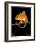 Crested Chameleon, Native to Camerouns-David Northcott-Framed Photographic Print