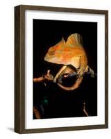 Crested Chameleon, Native to Camerouns-David Northcott-Framed Photographic Print