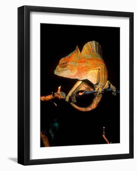 Crested Chameleon, Native to Camerouns-David Northcott-Framed Photographic Print