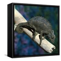 Crested Chameleon-null-Framed Stretched Canvas