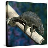 Crested Chameleon-null-Stretched Canvas