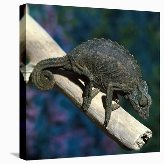 Crested Chameleon-null-Stretched Canvas