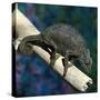 Crested Chameleon-null-Stretched Canvas