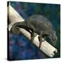 Crested Chameleon-null-Stretched Canvas