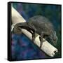 Crested Chameleon-null-Framed Stretched Canvas