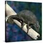 Crested Chameleon-null-Stretched Canvas