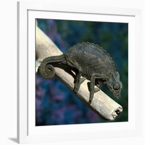 Crested Chameleon-null-Framed Photographic Print