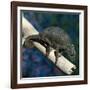 Crested Chameleon-null-Framed Photographic Print