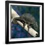 Crested Chameleon-null-Framed Photographic Print