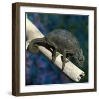 Crested Chameleon-null-Framed Photographic Print