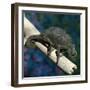 Crested Chameleon-null-Framed Photographic Print