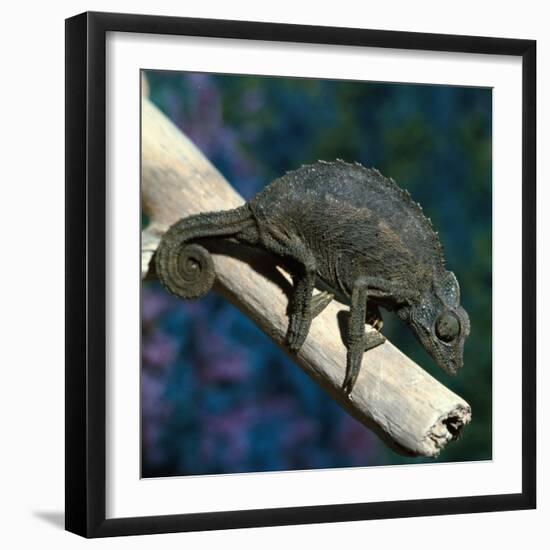 Crested Chameleon-null-Framed Photographic Print