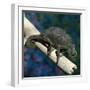 Crested Chameleon-null-Framed Photographic Print