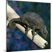 Crested Chameleon-null-Mounted Photographic Print