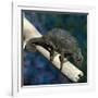 Crested Chameleon-null-Framed Photographic Print