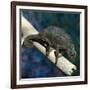 Crested Chameleon-null-Framed Photographic Print