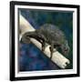 Crested Chameleon-null-Framed Photographic Print