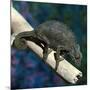 Crested Chameleon-null-Mounted Photographic Print