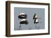 Crested Cranes-Scott Bennion-Framed Photo