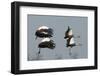 Crested Cranes-Scott Bennion-Framed Photo