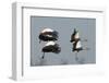 Crested Cranes-Scott Bennion-Framed Photo