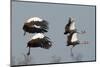 Crested Cranes-Scott Bennion-Mounted Photo