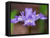 Crested Dwarf Iris, Great Smoky Mountains National Park, Tennessee, USA-Adam Jones-Framed Stretched Canvas