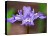 Crested Dwarf Iris, Great Smoky Mountains National Park, Tennessee, USA-Adam Jones-Stretched Canvas