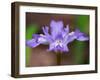 Crested Dwarf Iris, Great Smoky Mountains National Park, Tennessee, USA-Adam Jones-Framed Photographic Print