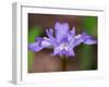 Crested Dwarf Iris, Great Smoky Mountains National Park, Tennessee, USA-Adam Jones-Framed Photographic Print