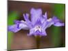 Crested Dwarf Iris, Great Smoky Mountains National Park, Tennessee, USA-Adam Jones-Mounted Photographic Print