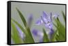 Crested Dwarf Iris, Iris cristata, Great Smoky Mountains National Park, Tennessee-Adam Jones-Framed Stretched Canvas