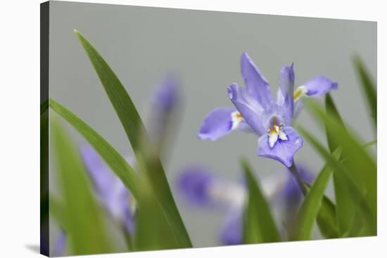 Crested Dwarf Iris, Iris cristata, Great Smoky Mountains National Park, Tennessee-Adam Jones-Stretched Canvas