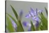 Crested Dwarf Iris, Iris cristata, Great Smoky Mountains National Park, Tennessee-Adam Jones-Stretched Canvas