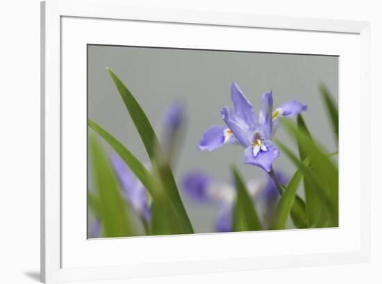 Crested Dwarf Iris, Iris cristata, Great Smoky Mountains National Park, Tennessee-Adam Jones-Framed Photographic Print