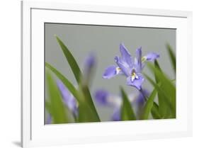 Crested Dwarf Iris, Iris cristata, Great Smoky Mountains National Park, Tennessee-Adam Jones-Framed Photographic Print