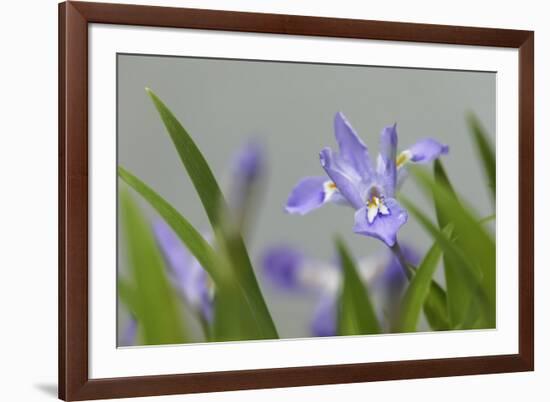 Crested Dwarf Iris, Iris cristata, Great Smoky Mountains National Park, Tennessee-Adam Jones-Framed Photographic Print