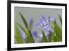Crested Dwarf Iris, Iris cristata, Great Smoky Mountains National Park, Tennessee-Adam Jones-Framed Photographic Print