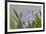 Crested Dwarf Iris, Iris cristata, Great Smoky Mountains National Park, Tennessee-Adam Jones-Framed Photographic Print