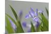 Crested Dwarf Iris, Iris cristata, Great Smoky Mountains National Park, Tennessee-Adam Jones-Mounted Photographic Print