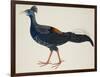 Crested Fireback Pheasant-J. Briois-Framed Giclee Print